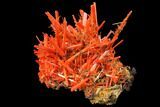 Bright Orange Crocoite Crystal Cluster - Tasmania #129098-4